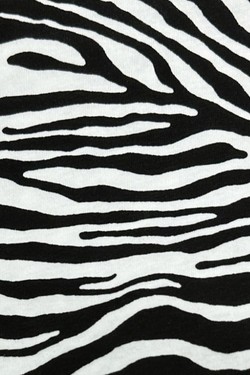 H15601-ZÈBRE